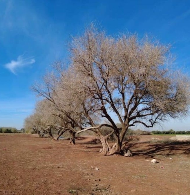 أزمة مياه سقي تهدد محاصيل زيتون